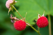 thimbleberry