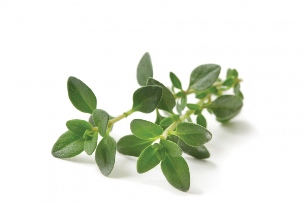 thyme leaves
