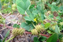 Toothed-Bur-Clover-Fruits-on-the-plant