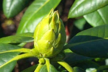 Flowering-bud-of-Tree-rhododendron