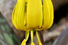 Closer-view-of-Flower-of-Trout-lily