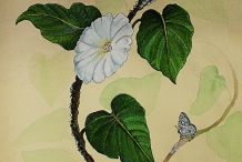 Plant-illustration