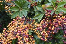 Fruits-of-Umbrella-tree