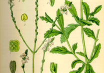 Plant-Illustration-of-Vervain-plant