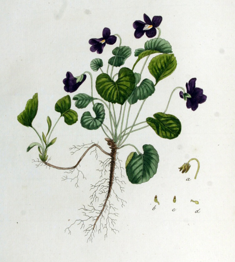 Violet facts and health benefits