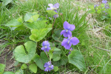 Violet-plant-Growing-wild