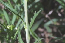 Stem-of-Virginian-peppercress