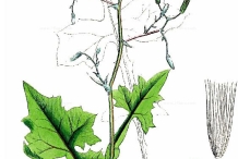 Plant-illustration-of-Wall-Lettuce