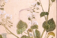 Plant-illustration-of-Wasabi