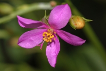 Closer-view-of-flower-of-Waterleaf