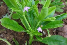 Waterleaf-Plant