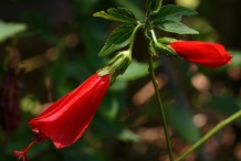 Flowers-of-Wax-Mallow