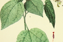 Plant-Illustration-of-Wax-mallow