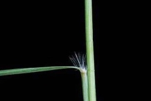 Stem-of-Weeping-lovegrass