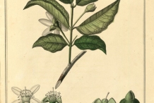 Plant-Illustration-of-White-Brazil-Guava