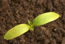 Small-White-mulberry-Saplings