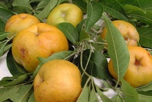 Mature-White-sapote-fruit