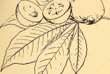 Sketch-of-White-sapote