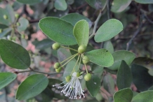 Immature-fruits-of-Wild-caper-bush