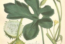 Plant-Illustration-of-Wild-cucumber