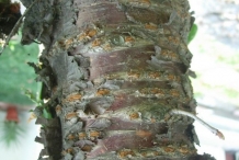 Bark-of-Wild-Himalayan-cherry