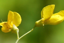 Closer-view-of-Flower-of-Wild-Indigo