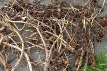 Roots-of-Wild-Indigo