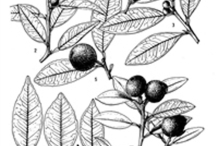 Plant-Illustration-of-Wild-kumquat