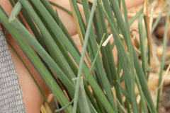 Leaves-of-Wild-Onion