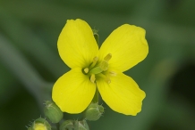 Closer-view-of-flower-of-Wild-rocket