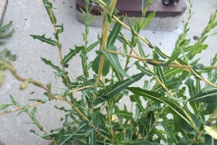 Leaves-of-willowleaf-lettuce