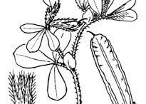 Sketch-of-Winged-pea