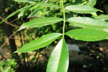 Leaves