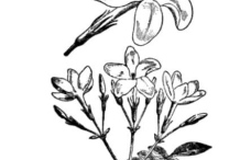 Sketch-of-Winter-Jasmine