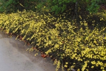 Winter-Jasmine-plant