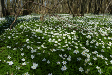 Wood-anemone-growing-wild