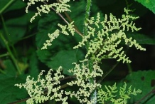 Male-flowers-of-Wood-nettle