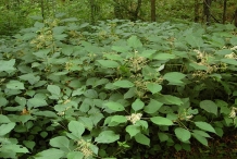 Wood-nettle-plants-growing-wild