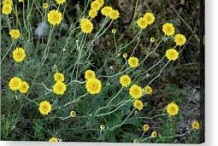 Yellow-chamomile-plant-growing-wild