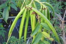 Immature-fruits-of-Yellow-Elder