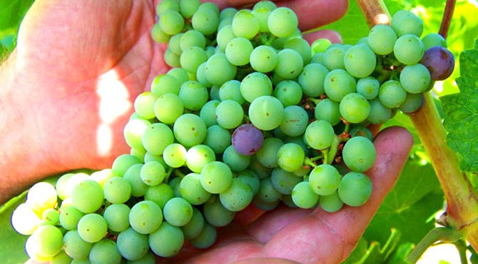 Lemberger-grapes