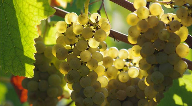 Muscadet-grapes