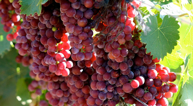 Muscat-grapes