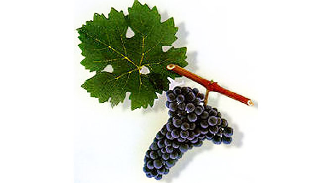 Muskat-Krymskii-grapes