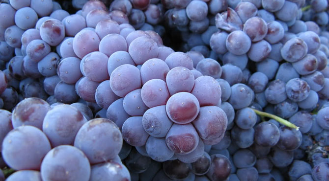 Nebbiolo-grapes