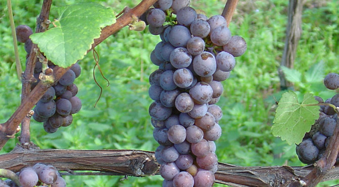 Pinot-Gris-grapes