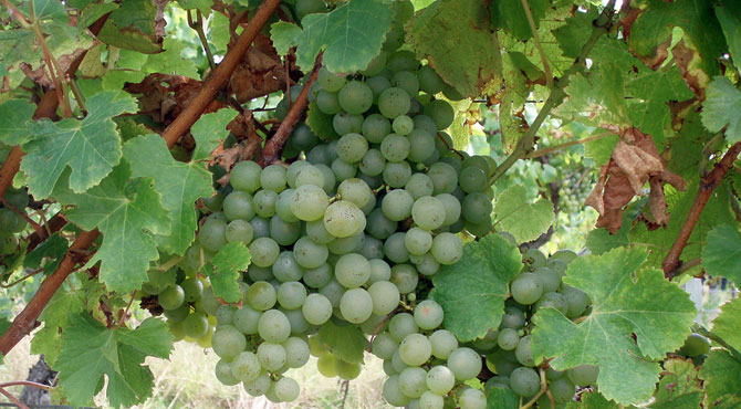 Semillon-grapes
