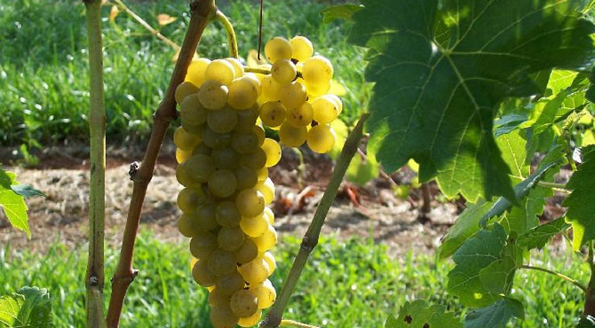 Seyval-grapes