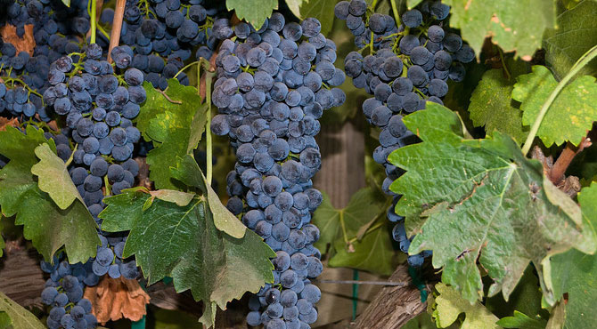 Syrah-grapes