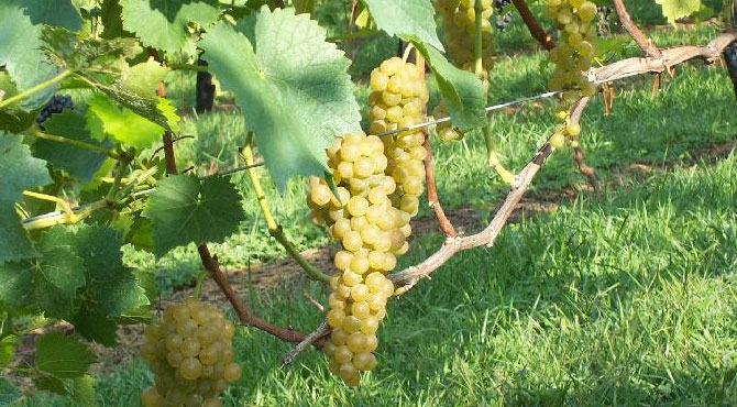 Vidal-Blanc-grapes
